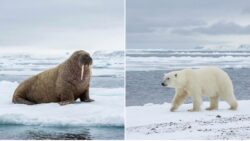 Spot the Difference Puzzle: Identify 3 Hidden Differences Between a Walrus and a Polar Bear