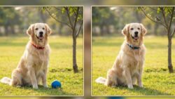 Spot the Difference Test: Can You Find 3 Differences in the Dog Images Within 10 Seconds
